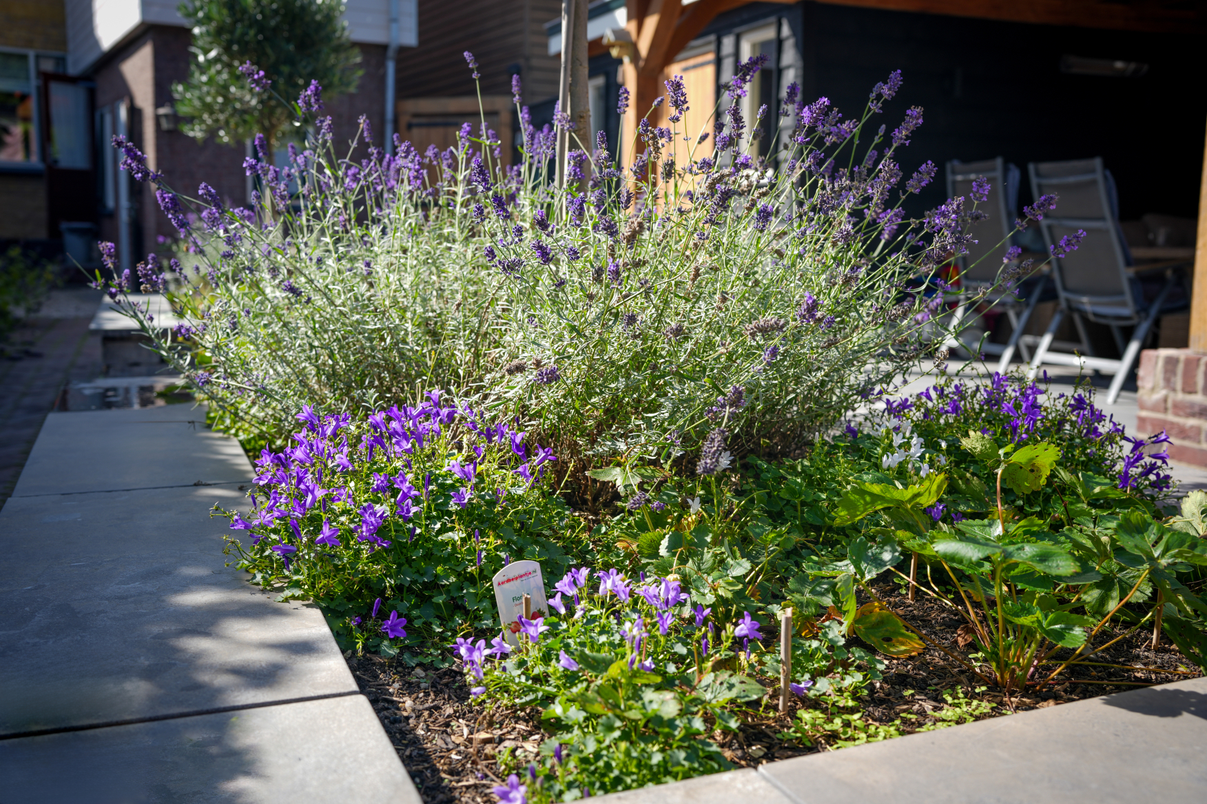 Prachtige plantenbak met lavendel aangeplant door Hoogendijk bestratingen